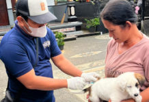 Badung Targetkan 21 Ribu Anjing yang Belum Tervaksin