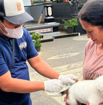 Badung Targetkan 21 Ribu Anjing yang Belum Tervaksin