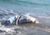 Bangkai Paus yang Dikubur di Pantai Perancak Muncul ke Permukaan