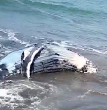 Bangkai Paus yang Dikubur di Pantai Perancak Muncul ke Permukaan