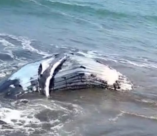 Bangkai Paus yang Dikubur di Pantai Perancak Muncul ke Permukaan