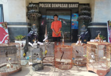 Bikin Resah, Pencuri Burung Kicau di Denpasar Ditangkap Polisi