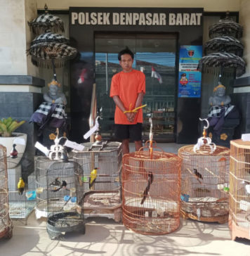 Bikin Resah, Pencuri Burung Kicau di Denpasar Ditangkap Polisi