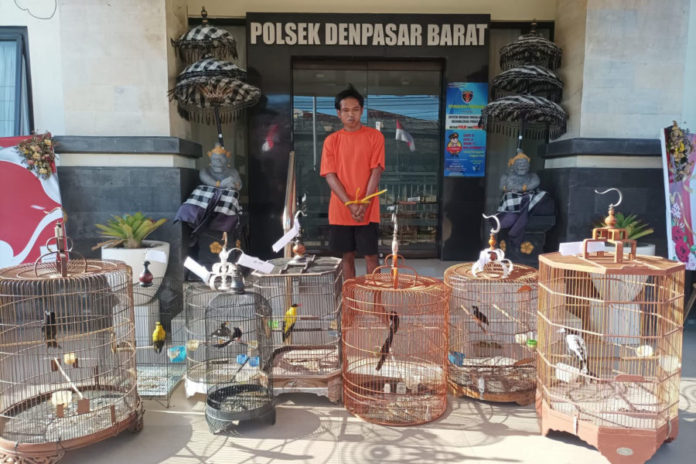 Bikin Resah, Pencuri Burung Kicau Di Denpasar Ditangkap Polisi 1