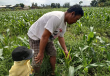 Debit Irigasi Menurun, Petani Tabanan Alihkan Pola Tanam ke Palawija