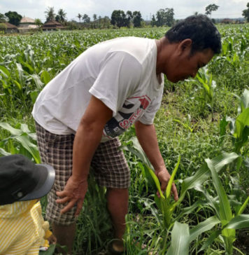 Debit Irigasi Menurun, Petani Tabanan Alihkan Pola Tanam ke Palawija