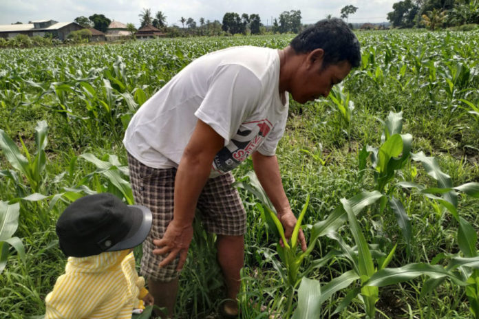 Debit Irigasi Menurun, Petani Tabanan Alihkan Pola Tanam Ke Palawija 1