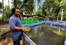 Dukung Pengembangan UMKM, KUR BRI Tingkatkan Kapasitas Pembibitan Lele di Bali