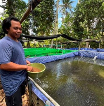 Dukung Pengembangan UMKM, KUR BRI Tingkatkan Kapasitas Pembibitan Lele di Bali