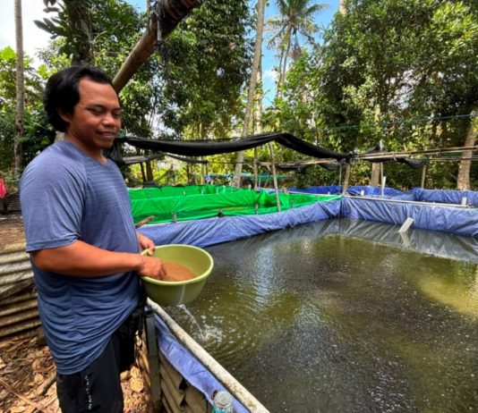 Dukung Pengembangan UMKM, KUR BRI Tingkatkan Kapasitas Pembibitan Lele di Bali