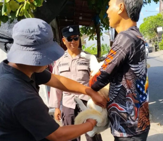 Fondasi Bebas Rabies 2030, Cakupan Vaksinasi Massal HPR Jadi Tolok Ukur Keberhasilan