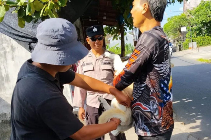 Fondasi Bebas Rabies 2030, Cakupan Vaksinasi Massal HPR Jadi Tolok Ukur Keberhasilan 1
