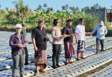 Gerakan Tanam Bawang Merah di Desa Medahan Perkuat Ketahanan Pangan Gianyar