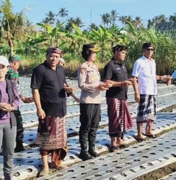 Gerakan Tanam Bawang Merah di Desa Medahan Perkuat Ketahanan Pangan Gianyar