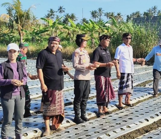 Gerakan Tanam Bawang Merah di Desa Medahan Perkuat Ketahanan Pangan Gianyar
