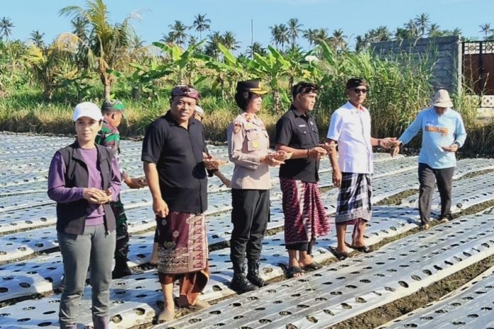 Gerakan Tanam Bawang Merah Di Desa Medahan Perkuat Ketahanan Pangan Gianyar 1