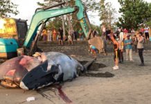 Hindari Bau, Bangkai Paus Dikubur di Lahan Warga