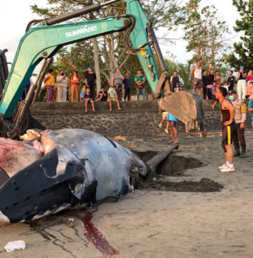 Hindari Bau, Bangkai Paus Dikubur di Lahan Warga