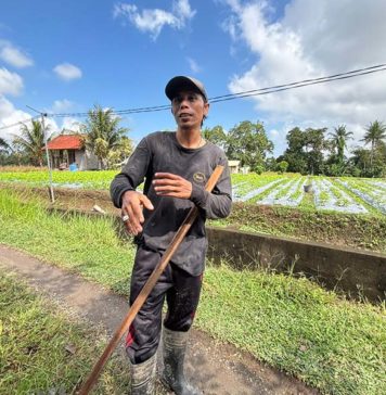 Jaga Proses Produksi Berjalan Optimal, Petani Bunga Pacah Manfaatkan KUR BRI