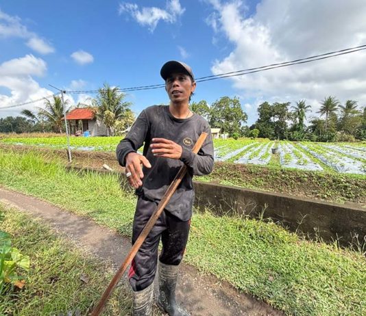 Jaga Proses Produksi Berjalan Optimal, Petani Bunga Pacah Manfaatkan KUR BRI