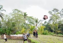 Kendalikan Hama Tikus, Petani Desa Kedisan Manfaatkan Burung Hantu Tyto Alba