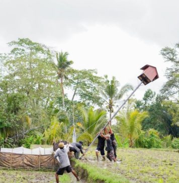 Kendalikan Hama Tikus, Petani Desa Kedisan Manfaatkan Burung Hantu Tyto Alba