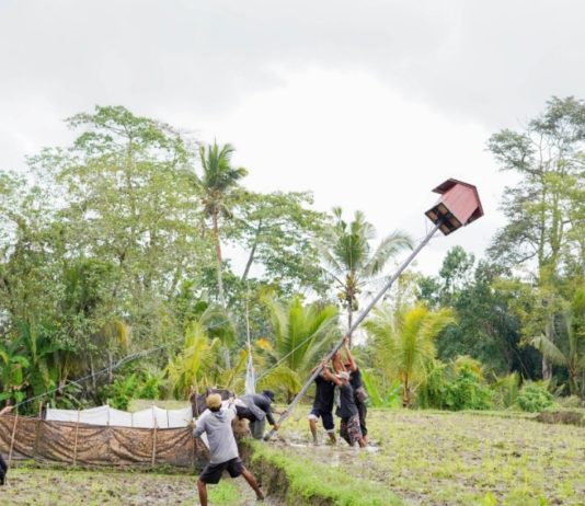 Kendalikan Hama Tikus, Petani Desa Kedisan Manfaatkan Burung Hantu Tyto Alba