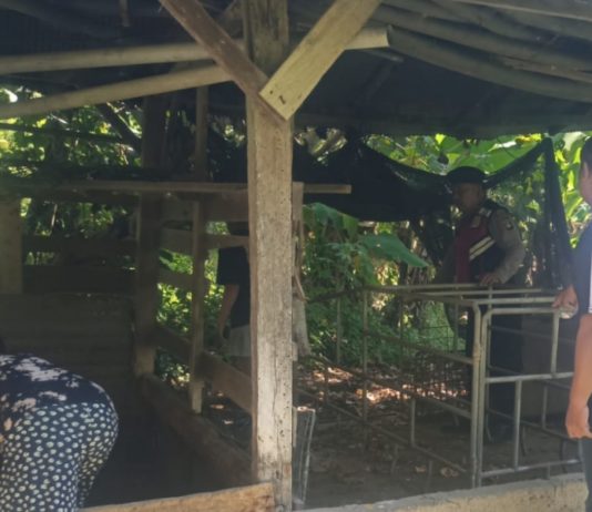 Lima Ekor Babi Warga Buleleng Hilang dalam Semalam