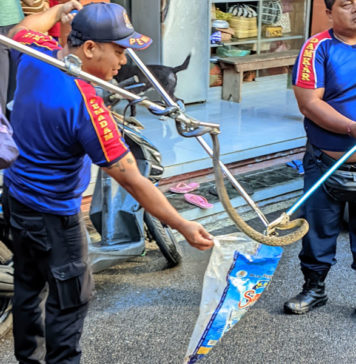 Minim Armada, Damkar Bangli Pakai Mobil Pemadam Evakuasi Ular
