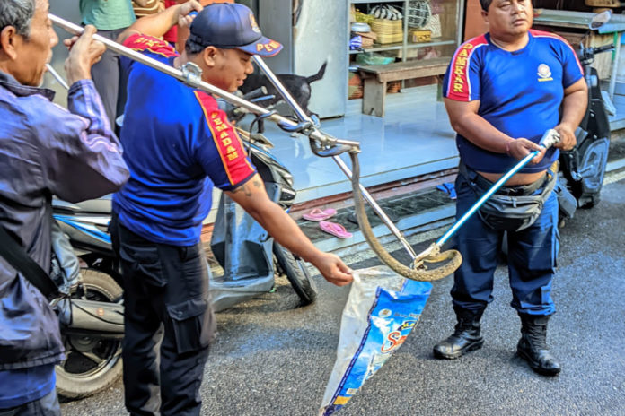 Minim Armada, Damkar Bangli Pakai Mobil Pemadam Evakuasi Ular 1
