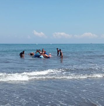 Paus Berukuran Raksasa Terdampar di Pantai Perancak