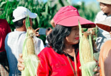 Pemanfaatan 20 Are Lahan Bera di Subak Intaran Barat, Hasilkan 3,21 Ton Jagung Manis Golden Boy