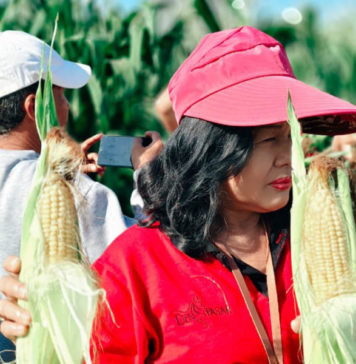 Pemanfaatan 20 Are Lahan Bera di Subak Intaran Barat, Hasilkan 3,21 Ton Jagung Manis Golden Boy
