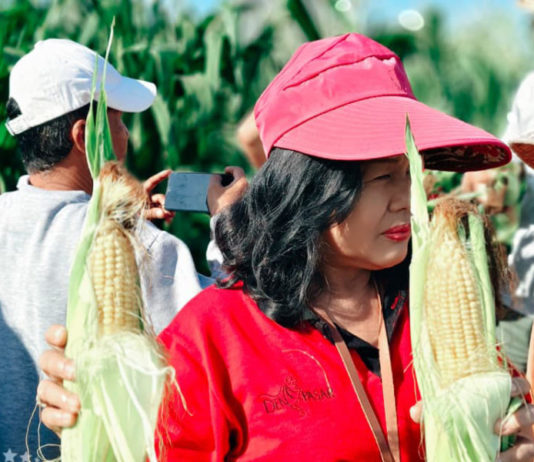 Pemanfaatan 20 Are Lahan Bera di Subak Intaran Barat, Hasilkan 3,21 Ton Jagung Manis Golden Boy