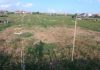 Permintaan Pasar Tinggi, Melon Apel Dikembangkan di Sanur