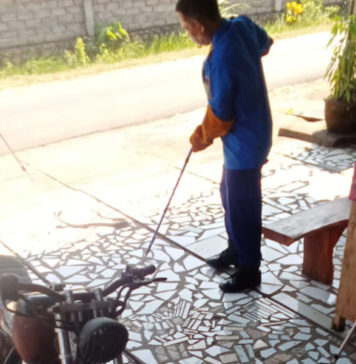 Petugas Damkar Evakuasi Dua Ular Kobra Masuk Permukiman