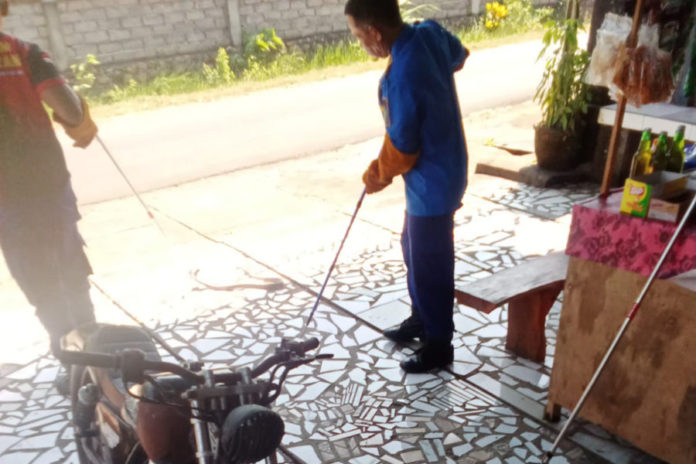 Petugas Damkar Evakuasi Dua Ular Kobra Masuk Permukiman 1