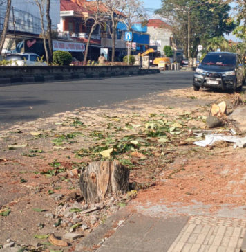 Pohon Perindang Ditebang akan Diganti