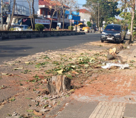 Pohon Perindang Ditebang akan Diganti