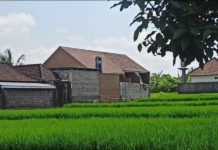 Produksi Gabah Tembus 45 Ribu Ton hingga Juni 2026, Badung Surplus Beras 1.951 Ton