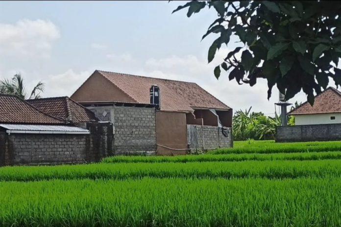 Produksi Gabah Tembus 45 Ribu Ton Hingga Juni 2026, Badung Surplus Beras 1.951 Ton 1