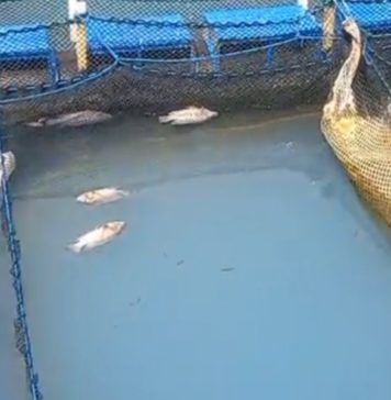 Ribuan Ikan Mati di Danau Batur, Badan Geologi Ungkap Penyebabnya