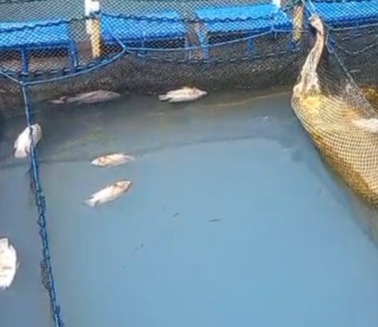 Ribuan Ikan Mati di Danau Batur, Badan Geologi Ungkap Penyebabnya