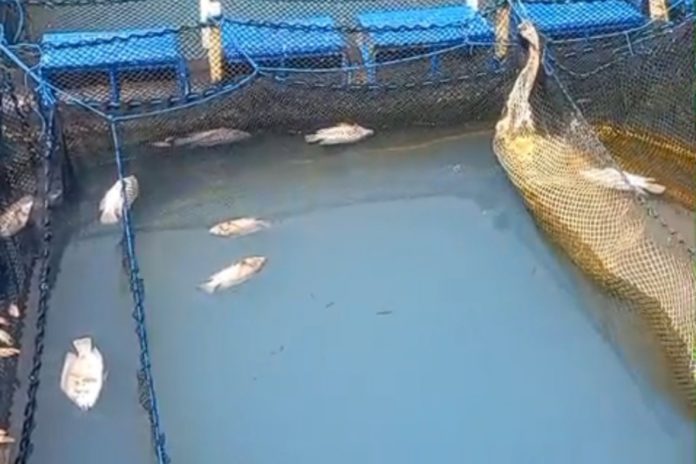 Ribuan Ikan Mati Di Danau Batur, Badan Geologi Ungkap Penyebabnya 1