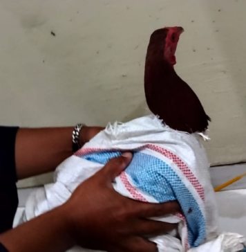 Terduga Pencuri Ayam Tewas Dihakimi Massa di Juwuk Legi, Polisi Ungkap Identitasnya