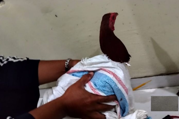 Terduga Pencuri Ayam Tewas Dihakimi Massa Di Juwuk Legi, Polisi Ungkap Identitasnya 1