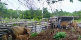 Tersebar di 4 Kecamatan, Populasi Sapi di Denpasar Capai 1.742 Ekor
