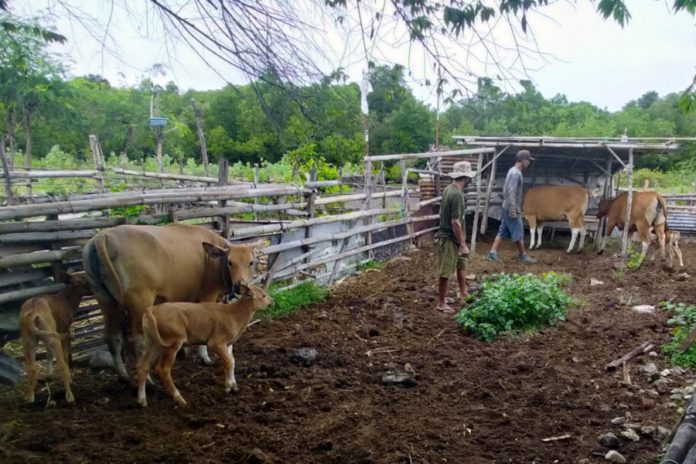 Tersebar Di 4 Kecamatan, Populasi Sapi Di Denpasar Capai 1.742 Ekor 1