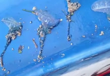 Ubur-ubur Blue Bottle Ditemukan di Pantai Sanur, Masyarakat Diimbau Waspada Saat Beraktivitas