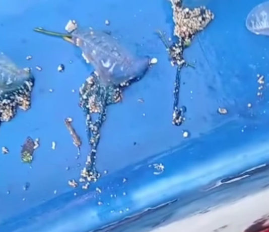 Ubur-ubur Blue Bottle Ditemukan di Pantai Sanur, Masyarakat Diimbau Waspada Saat Beraktivitas